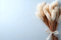 Dried pampas grass bouquet with white ribbon on light blue background for home decor and wedding arrangements.
