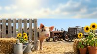 Young pig standing near wooden fence with sunflowers and hay bales on rural farm, surrounded by agricultural equipment and machinery in background for farming and countryside themes.