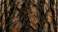 Close-up of weathered tree bark texture with deep cracks and natural patterns in brown and gray tones. Suitable for backgrounds, nature designs, and organic material references.