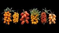 Isolated berries and small fruits with stems and leaves on transparent background, ready for clipart, t-shirt design, stickers, print-on-demand products, and sublimation projects.