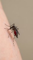Aedes aegypti mosquito feeding on human skin with blood-filled abdomen showing disease transmission risk for malaria, dengue, zika virus prevention.