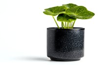 Green tropical plant with large leaves growing in modern black speckled ceramic pot against white background, minimalist home decor and houseplant styling.