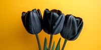 Black tulip flowers against vibrant yellow background, dramatic contrast in modern minimalist style for floral design and creative projects.