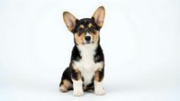 Adorable tricolor Corgi puppy sitting on white background, black tan and white fur, alert ears, perfect for pet advertising and design projects.