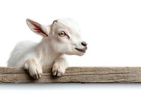 Young white goat kid resting paws on weathered wooden beam against white background, isolated farm animal portrait showing curious expression and soft fur.