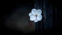 Single white flower with delicate petals blooming from dark tree bark in moody natural lighting for botanical and nature photography projects.