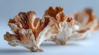 Dried oyster mushrooms arranged on white background showcasing natural textures and earthy tones for culinary and organic food photography projects.