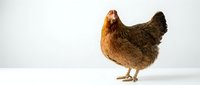 Brown hen chicken isolated on white background for farm poultry design projects and agricultural marketing materials.
