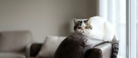 Adorable tabby cat sitting on brown leather armchair in modern living room with natural window light creating cozy domestic atmosphere for pet lovers.