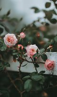 Delicate pink roses bloom against dark green foliage, climbing along white fence in moody garden setting. Romantic composition captures both open flowers and buds.