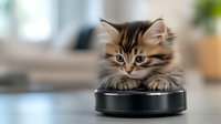 Playful long-haired tabby kitten resting on robotic vacuum cleaner in modern home interior, showing curious expression and fluffy fur. Suitable for pet tech ads.