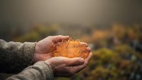 Hands holding golden autumn leaf in nature, symbolizing seasonal change, environmental care, and mindfulness for editorial and wellness content.