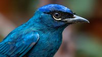 Vibrant blue tropical bird with black face mask and sharp beak in profile view against blurred natural background, showcasing exotic wildlife.