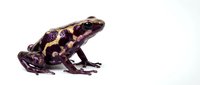Colorful poison dart frog with purple and gold markings isolated on white background, suitable for educational materials, wildlife design projects, and nature publications.