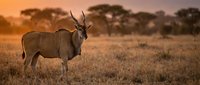 Majestic eland antelope standing in golden savanna grassland during sunset with acacia trees silhouetted against warm orange sky in African wilderness landscape.