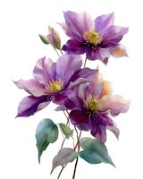 Purple clematis flowers with green leaves in watercolor style isolated on white background for botanical art and floral design projects.