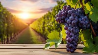 Purple grapes hanging on vine with green leaves in vineyard at golden sunset. Wine production, harvest season, agriculture concept for food and beverage industry.