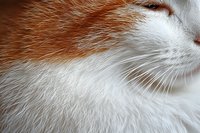Close-up macro shot of white and ginger cat fur texture showing detailed whiskers and soft fluffy coat pattern, suitable for pet care and animal backgrounds.