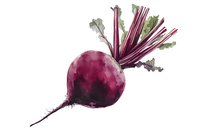 Fresh purple beetroot with green leaves and stems on white background, watercolor style illustration for culinary and food design projects.