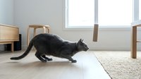 Black cat stretching on light wooden floor in modern minimalist home interior with natural window light, suitable for pet care, home decor, and lifestyle content.