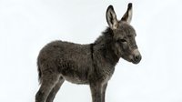 Young gray donkey foal standing in profile on white background, isolated farm animal ready for design projects and educational materials.