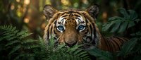 Majestic tiger portrait with piercing blue eyes surrounded by lush green ferns in tropical jungle habitat for wildlife conservation and nature photography.