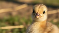 Adorable yellow duckling with fluffy feathers standing outdoors in natural sunlight, farm animal portrait for spring and Easter themed projects.