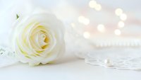 Elegant white rose with soft bokeh lights on white background for wedding invitations, romantic greeting cards and feminine design projects.