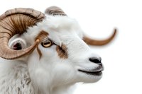 Close up portrait of white ram with curved horns against light background, showing detailed facial features and expressive amber eyes of domestic farm animal.