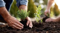 Hands protecting young green seedlings in rich soil during spring planting season. Gardening care and environmental conservation concept for sustainable growth.