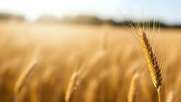 Golden wheat ear in foreground with blurred wheat field background during harvest season. Agricultural crop ready for harvesting in warm sunlight.