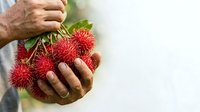 Mature male hands holding fresh rambutan fruits with spiky red skin and green stems, isolated on white background for food and agriculture design use.
