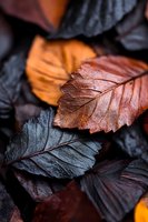 Dramatic close-up of dark autumn leaves showing detailed texture and veins in deep burgundy, copper and black tones, creating moody natural composition.