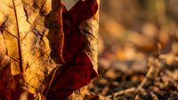 Autumn leaf close-up showing detailed texture and warm colors with natural lighting for seasonal design projects and nature photography.