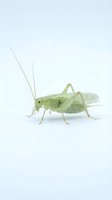 Green grasshopper isolated on white background, side view showing detailed wings, legs and antennae. Suitable for educational materials, nature designs and insect clipart.