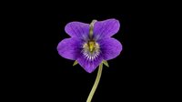 Vibrant purple flower with delicate petals and yellow center, isolated on transparent background. Ready for t-shirt designs, clipart, stickers, sublimation, and print-on-demand projects.
