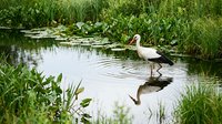 White ibis wading in shallow pond water surrounded by lush green vegetation and lily pads in natural wetland habitat during summer day.
