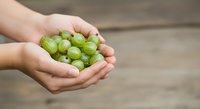 Young person holding fresh green gooseberries in cupped hands outdoors, showcasing organic produce for farming, gardening, agriculture, and healthy eating concepts.