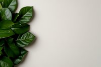 Fresh green coffee plant leaves arranged on left side against neutral beige background, creating minimalist composition with copy space for text placement.