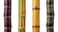 Four colorful sugarcane stalks in red, yellow, and green tones isolated on white background, showcasing natural tropical plant diversity.