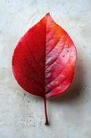 Vibrant red autumn leaf with detailed veins and texture captured on light textured background, showing natural seasonal transformation and organic patterns.