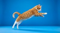 Orange tabby cat jumping mid-air against blue background, playful feline in motion with extended paws, pet photography for advertising and design projects.