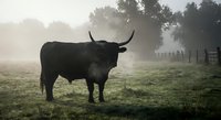 Highland cattle bull standing in misty morning pasture with dramatic backlighting and fog rolling across rural farmland creating atmospheric countryside scene.