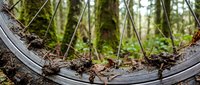 Bicycle wheel with thick tread tire on muddy forest trail surrounded by trees and natural woodland terrain, suitable for mountain biking and outdoor adventure sports content.
