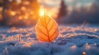 Orange autumn leaf backlit by golden sunlight on snowy ground with dreamy bokeh background creates magical winter nature scene with warm and cold contrast.