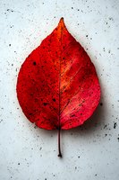 Vibrant red autumn leaf with detailed veins and natural spots on textured light background, dramatic lighting highlights organic patterns and seasonal colors.