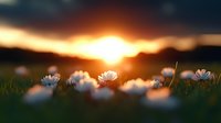 White daisy flowers blooming in green grass field during golden sunset with dramatic sky and mountain silhouettes in background creating peaceful nature scene.