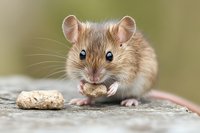 Adorable brown field mouse eating a peanut, close-up portrait showing detailed fur texture and expressive eyes against soft green background.