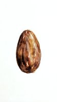 Isolated cacao pod with rich brown tones and textured surface on white background, suitable for food packaging, culinary design, and chocolate industry marketing materials.
