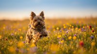 Small fluffy dog sitting in colorful wildflower meadow during golden hour sunset with warm bokeh background for pet and nature photography projects.
